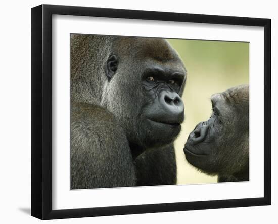 Two Western Lowland Gorillas Face to Face, UK-T.j. Rich-Framed Photographic Print