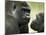 Two Western Lowland Gorillas Face to Face, UK-T.j. Rich-Mounted Photographic Print