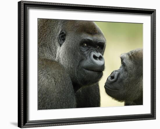 Two Western Lowland Gorillas Face to Face, UK-T.j. Rich-Framed Photographic Print