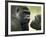 Two Western Lowland Gorillas Face to Face, UK-T.j. Rich-Framed Photographic Print