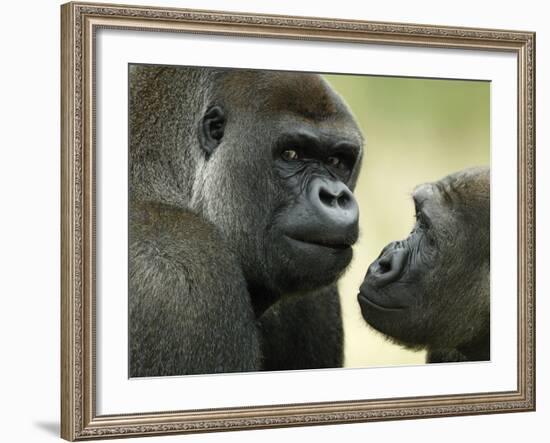 Two Western Lowland Gorillas Face to Face, UK-T.j. Rich-Framed Photographic Print