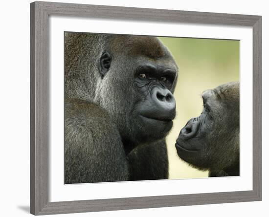 Two Western Lowland Gorillas Face to Face, UK-T.j. Rich-Framed Photographic Print