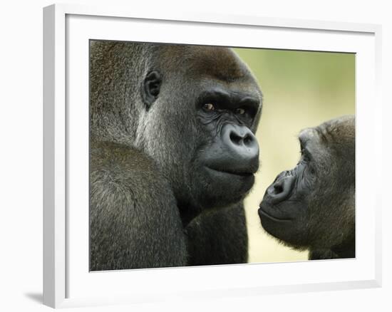 Two Western Lowland Gorillas Face to Face, UK-T.j. Rich-Framed Photographic Print