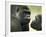 Two Western Lowland Gorillas Face to Face, UK-T.j. Rich-Framed Photographic Print