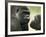 Two Western Lowland Gorillas Face to Face, UK-T.j. Rich-Framed Photographic Print