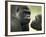 Two Western Lowland Gorillas Face to Face, UK-T.j. Rich-Framed Photographic Print