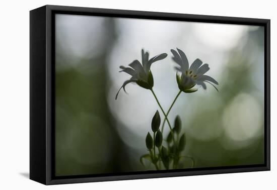 Two White Blossoms in the Spring-Falk Hermann-Framed Premier Image Canvas