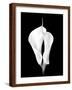 Two White Calla Lilies-Winfred Evers-Framed Photographic Print
