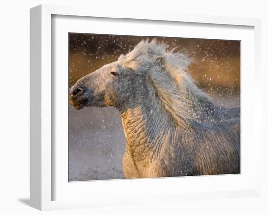 Two White Camargue Horses Running in Marsh, Provence, France-Jim Zuckerman-Framed Photographic Print