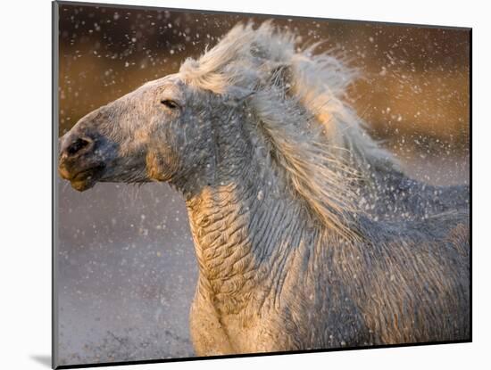 Two White Camargue Horses Running in Marsh, Provence, France-Jim Zuckerman-Mounted Photographic Print