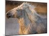 Two White Camargue Horses Running in Marsh, Provence, France-Jim Zuckerman-Mounted Photographic Print