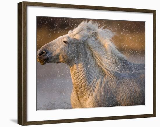 Two White Camargue Horses Running in Marsh, Provence, France-Jim Zuckerman-Framed Photographic Print