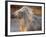 Two White Camargue Horses Running in Marsh, Provence, France-Jim Zuckerman-Framed Photographic Print