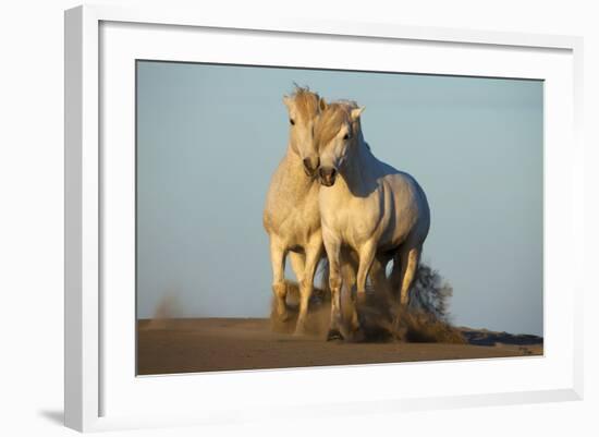 Two White Camargue Horses Trotting in Sand, Provence, France-Jaynes Gallery-Framed Photographic Print