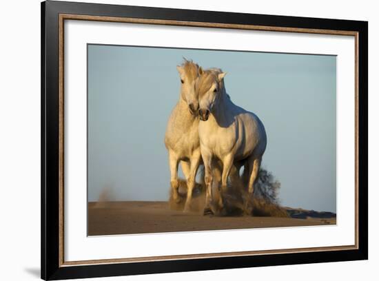 Two White Camargue Horses Trotting in Sand, Provence, France-Jaynes Gallery-Framed Photographic Print