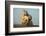 Two White Camargue Horses Trotting in Sand, Provence, France-Jaynes Gallery-Framed Photographic Print