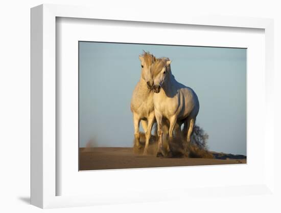 Two White Camargue Horses Trotting in Sand, Provence, France-Jaynes Gallery-Framed Photographic Print