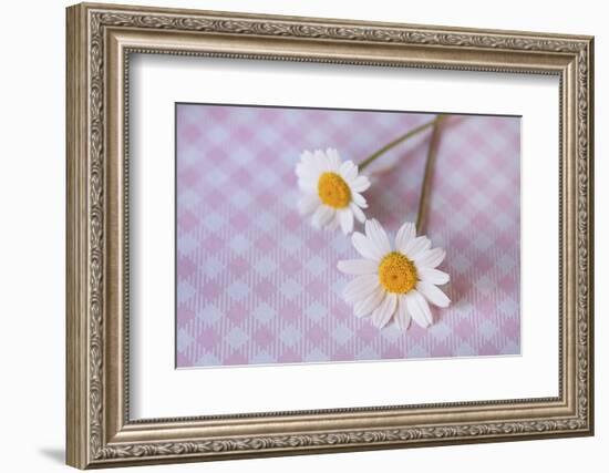 Two white flowers on pink checked underground, close up, still life-Andrea Haase-Framed Photographic Print