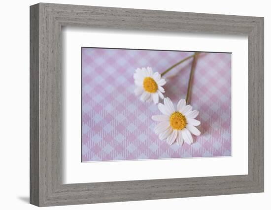 Two white flowers on pink checked underground, close up, still life-Andrea Haase-Framed Photographic Print