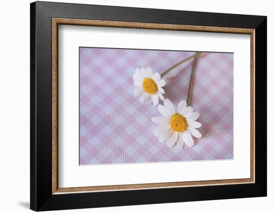 Two white flowers on pink checked underground, close up, still life-Andrea Haase-Framed Photographic Print