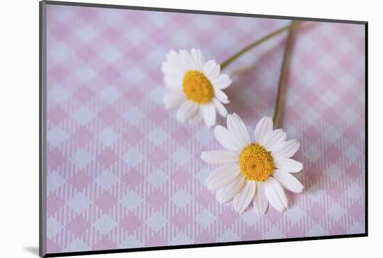 Two white flowers on pink checked underground, close up, still life-Andrea Haase-Mounted Photographic Print
