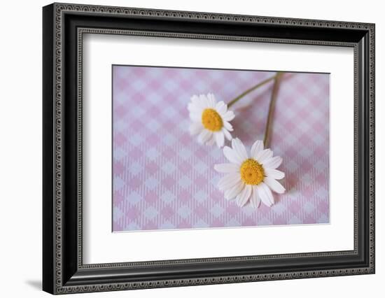 Two white flowers on pink checked underground, close up, still life-Andrea Haase-Framed Photographic Print