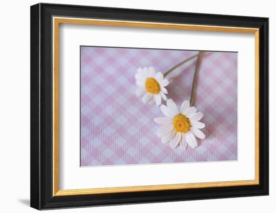 Two white flowers on pink checked underground, close up, still life-Andrea Haase-Framed Photographic Print