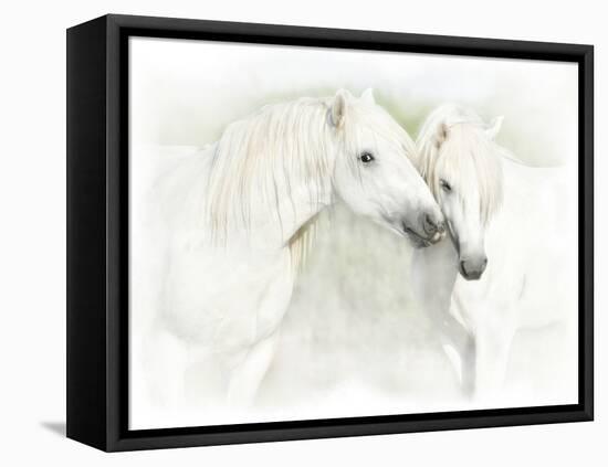 Two White Horses of Camargue, French, Nuzzling-Sheila Haddad-Framed Premier Image Canvas