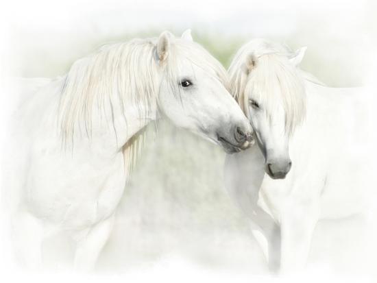 Two White Horses Of Camargue French Nuzzling Photographic Print Sheila Haddad Art Com