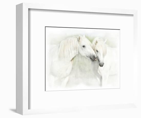 Two White Horses of Camargue, French, Nuzzling-Sheila Haddad-Framed Photographic Print