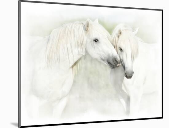 Two White Horses of Camargue, French, Nuzzling-Sheila Haddad-Mounted Photographic Print