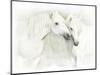 Two White Horses of Camargue, French, Nuzzling-Sheila Haddad-Mounted Photographic Print