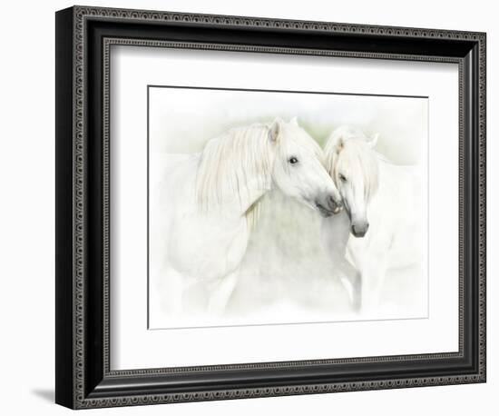 Two White Horses of Camargue, French, Nuzzling-Sheila Haddad-Framed Photographic Print