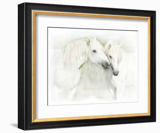 Two White Horses of Camargue, French, Nuzzling-Sheila Haddad-Framed Photographic Print