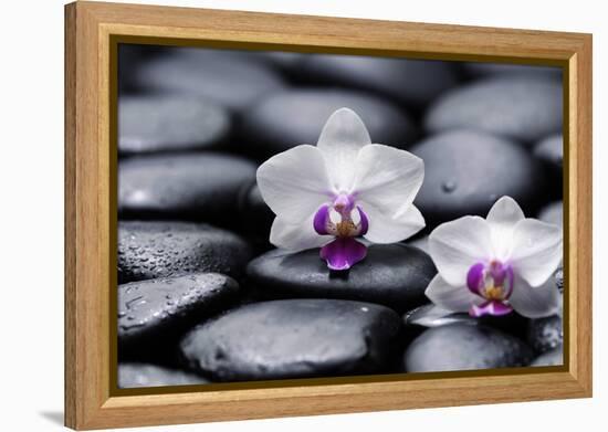Two White Orchid with Therapy Stones-crystalfoto-Framed Premier Image Canvas