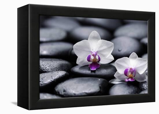 Two White Orchid with Therapy Stones-crystalfoto-Framed Premier Image Canvas