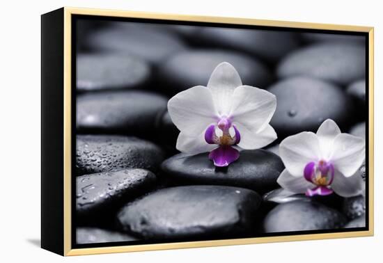 Two White Orchid with Therapy Stones-crystalfoto-Framed Premier Image Canvas