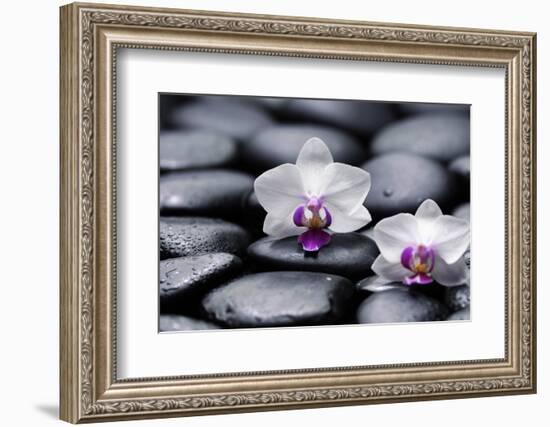 Two White Orchid with Therapy Stones-crystalfoto-Framed Photographic Print