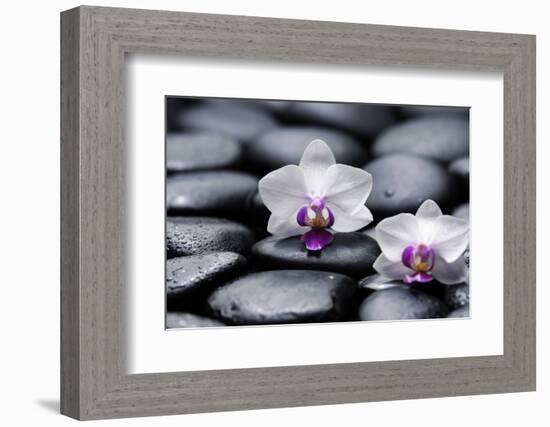 Two White Orchid with Therapy Stones-crystalfoto-Framed Photographic Print