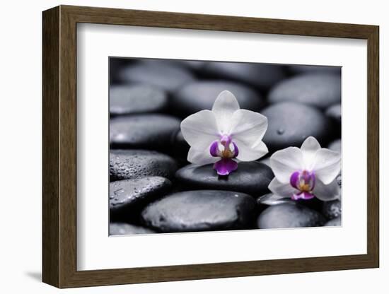 Two White Orchid with Therapy Stones-crystalfoto-Framed Photographic Print