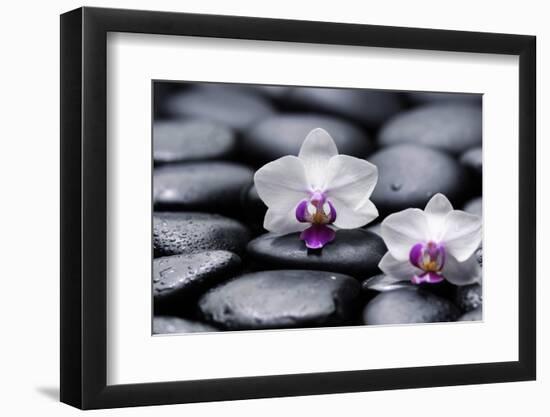 Two White Orchid with Therapy Stones-crystalfoto-Framed Photographic Print