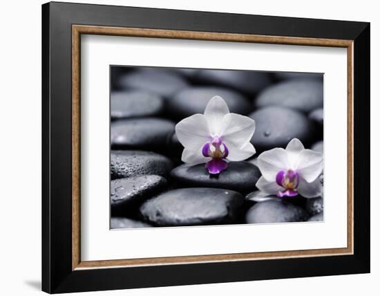 Two White Orchid with Therapy Stones-crystalfoto-Framed Photographic Print