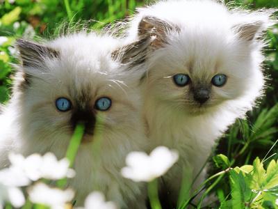 two white kittens