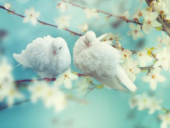 Two White Pigeon On Flowering Background Photographic Print By Igoraleks Art Com
