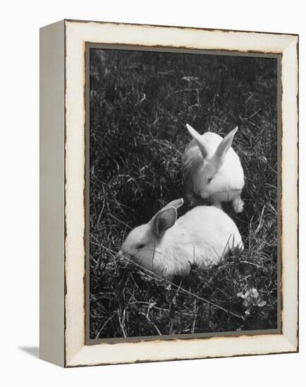 Two White Rabbits Nestled in Grass, at White Horse Ranch-William C^ Shrout-Framed Premier Image Canvas