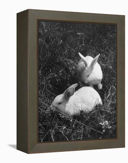 Two White Rabbits Nestled in Grass, at White Horse Ranch-William C^ Shrout-Framed Premier Image Canvas