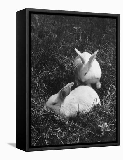 Two White Rabbits Nestled in Grass, at White Horse Ranch-William C^ Shrout-Framed Premier Image Canvas