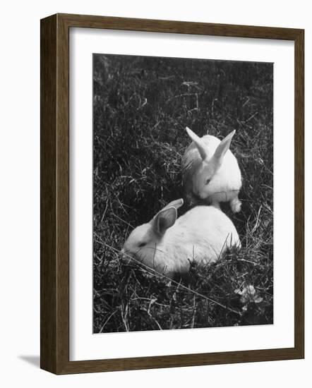 Two White Rabbits Nestled in Grass, at White Horse Ranch-William C^ Shrout-Framed Photographic Print