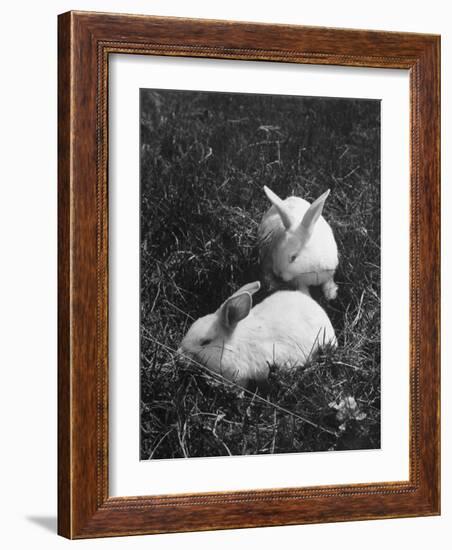 Two White Rabbits Nestled in Grass, at White Horse Ranch-William C^ Shrout-Framed Photographic Print