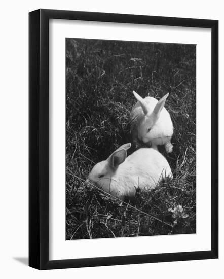Two White Rabbits Nestled in Grass, at White Horse Ranch-William C^ Shrout-Framed Photographic Print